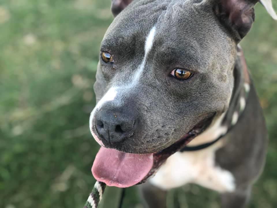 Adopt a friend: Ivy